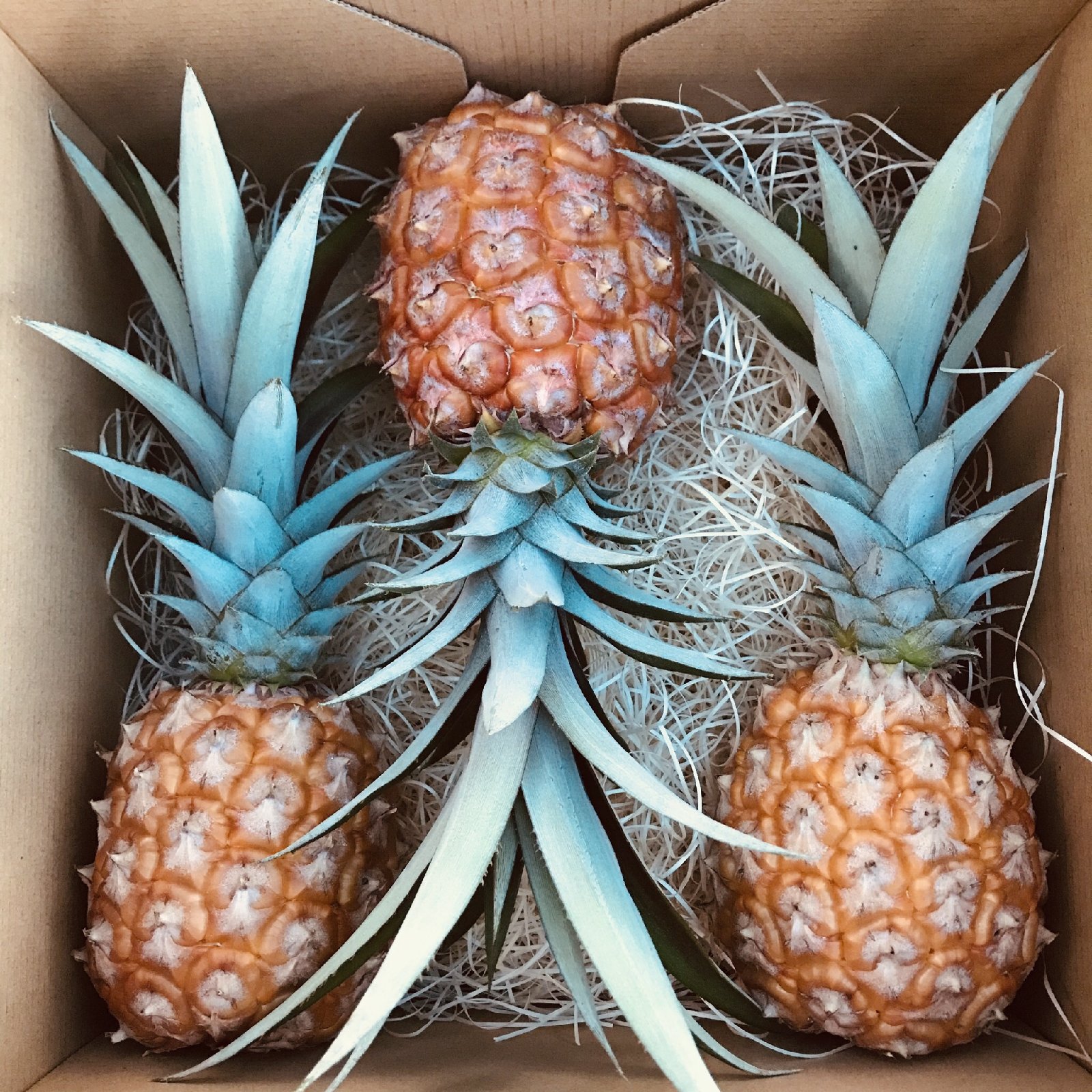 ピーチパイン（果物＞パイナップル）の産地直送商品一覧（通販・お