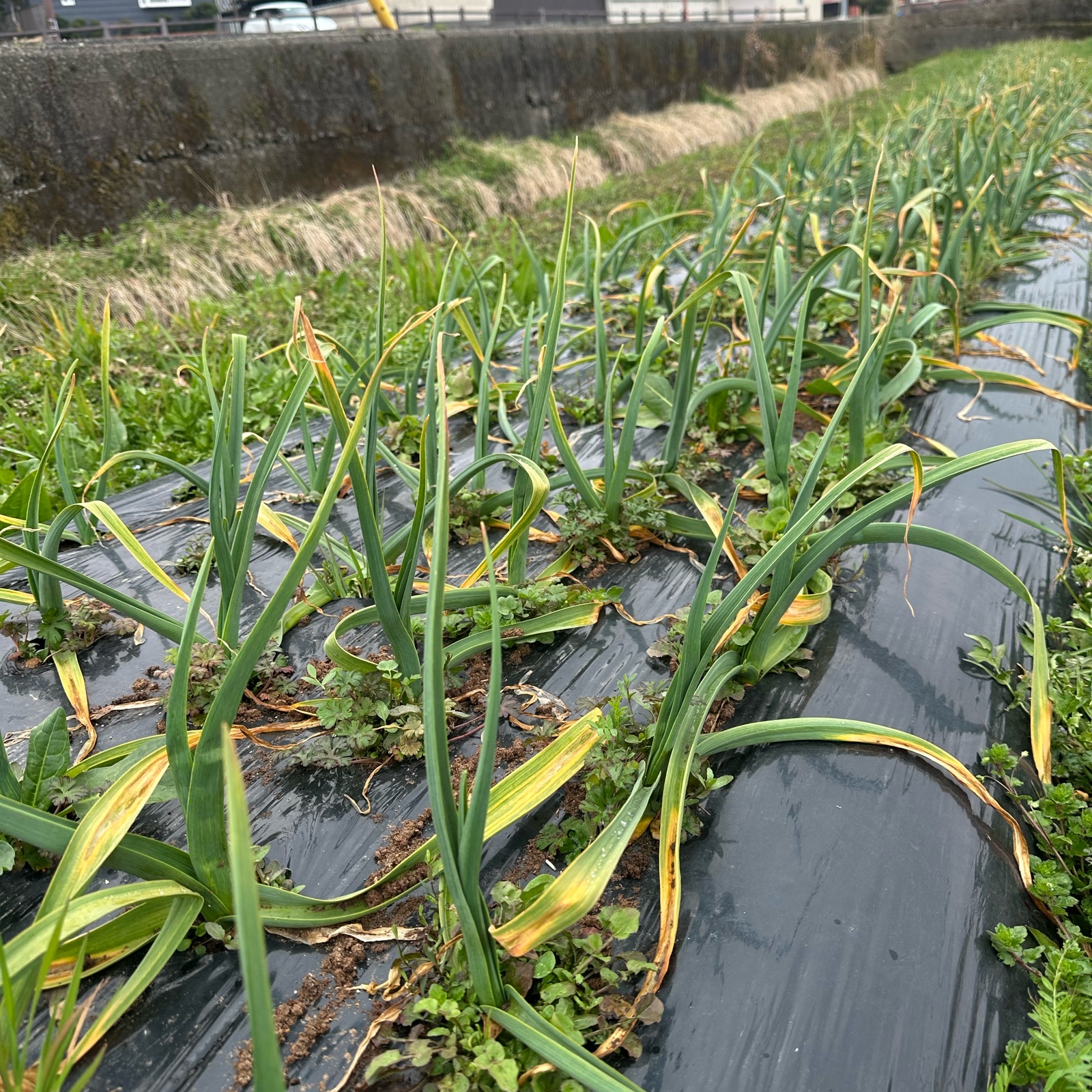 葉ニンニク 500g ｜ 野菜/にんにく 産直アウル 農家・漁師など生産者