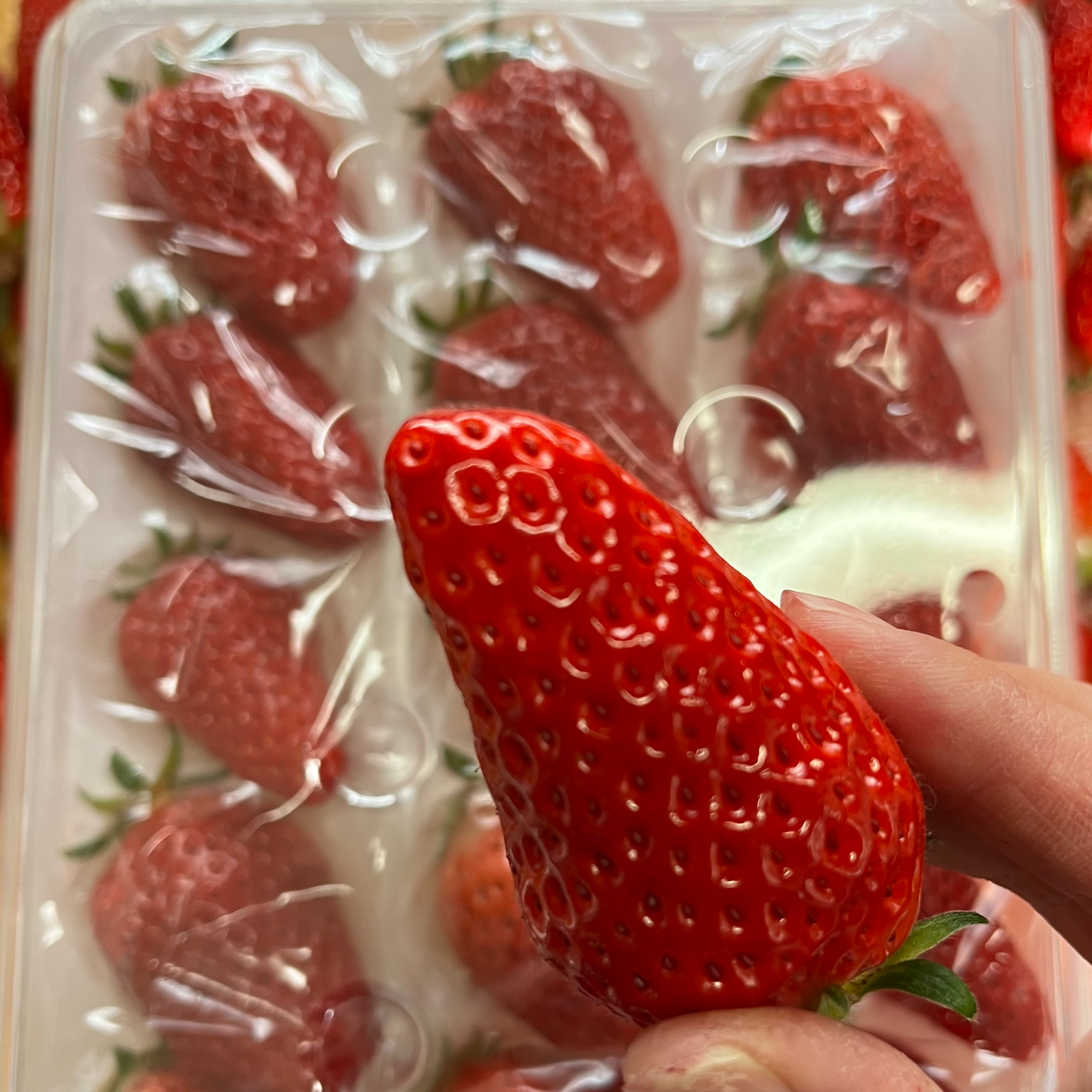 15粒入り×2箱】滋賀県発の新品種「みおしずく」をゆりか～ごで優しくお