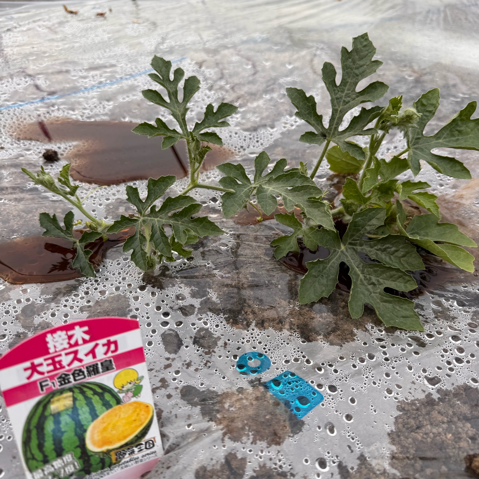 三浦産 高木農園 金色羅王 L 2玉入り | 果物/スイカ 産直アウル 農家