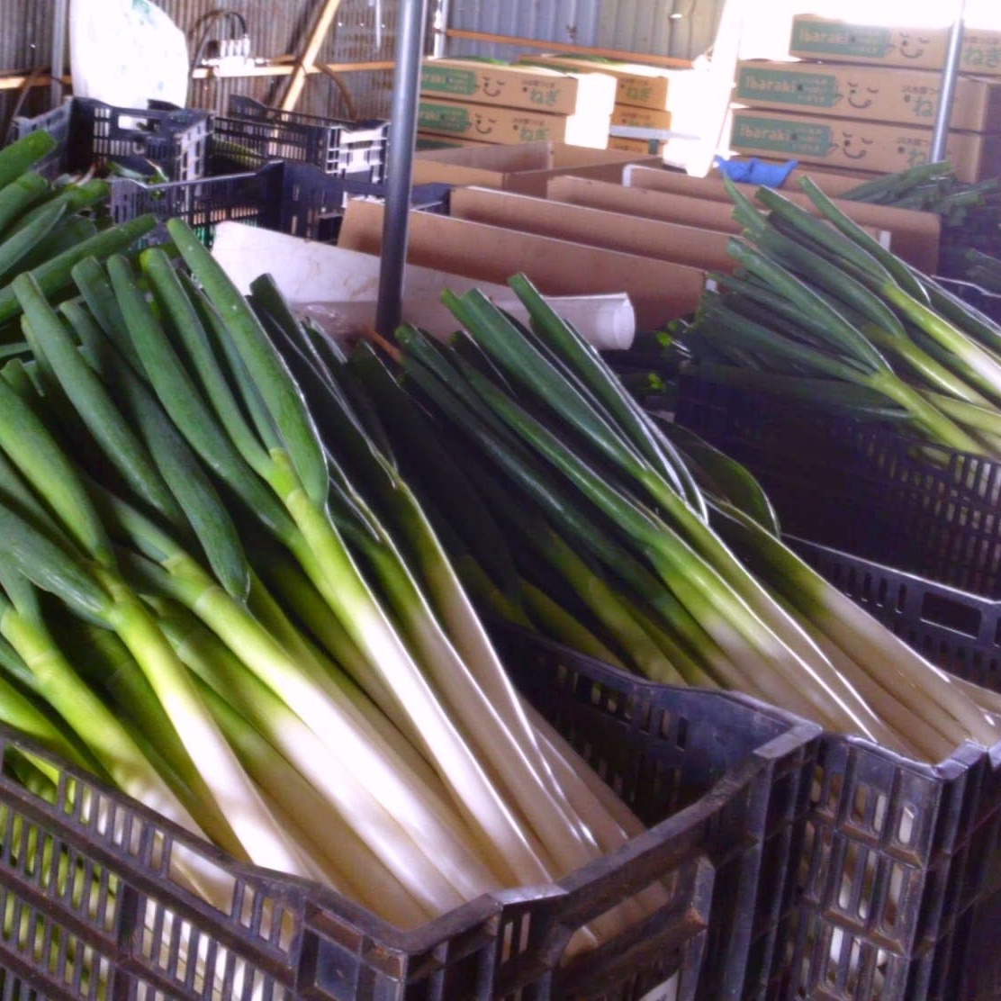 yellow 栃木県産 長ネギ 20キロ 長ネギ 5k Mサイズサイズ ｜ 野菜/ねぎ 産直アウル 農家・漁師など