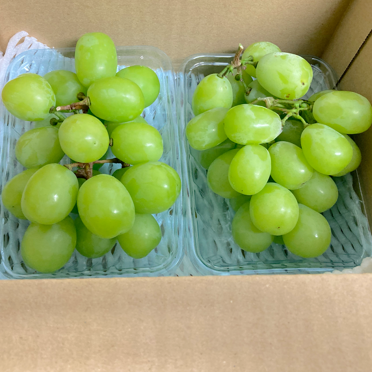 ❣️大特価❣️福岡or熊本県産　シャインマスカット　12パック入 ❣️大特価❣️福岡or熊本県産 シャインマスカット 12パック入