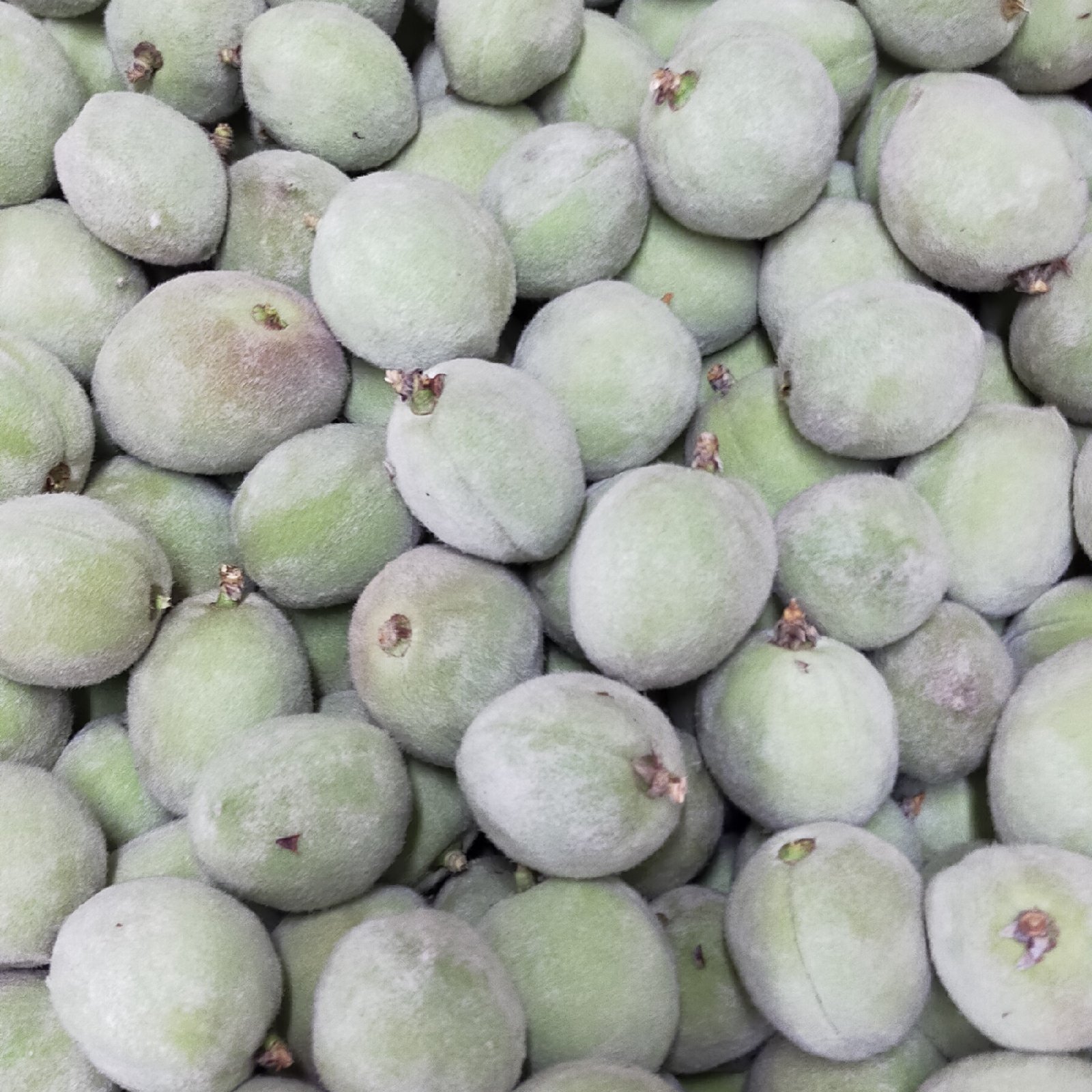 若桃、青桃【1.5kg】 ｜ 果物/もも 産直アウル 農家・漁師など生産者