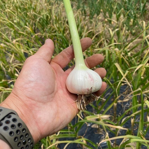 無農薬栽培 にんにく ニンニク 500g ｜ 野菜/にんにく 産直アウル 農家