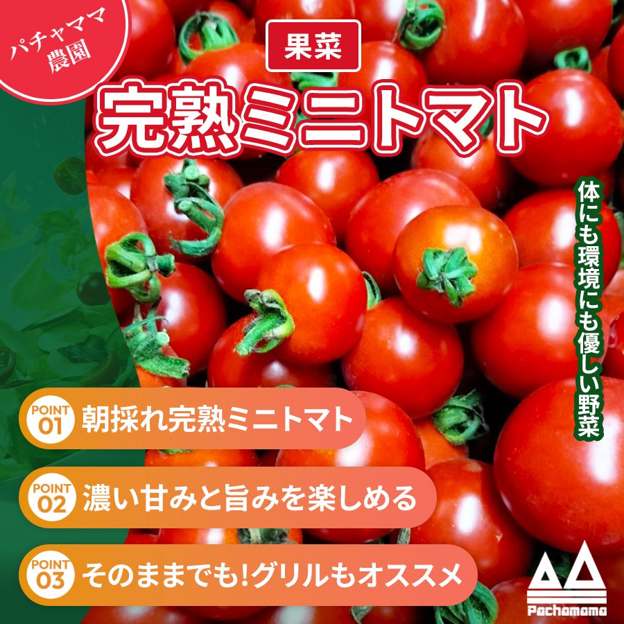 完熟ミニトマト 1.6kg パチャママ農園 2026 ｜ 野菜/トマト 産直