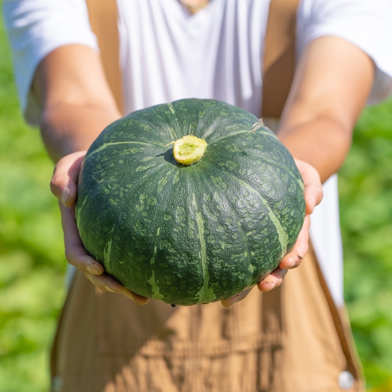 新拓農園~こだわり完熟かぼちゃSセット~ | 野菜/かぼちゃ 産直アウル