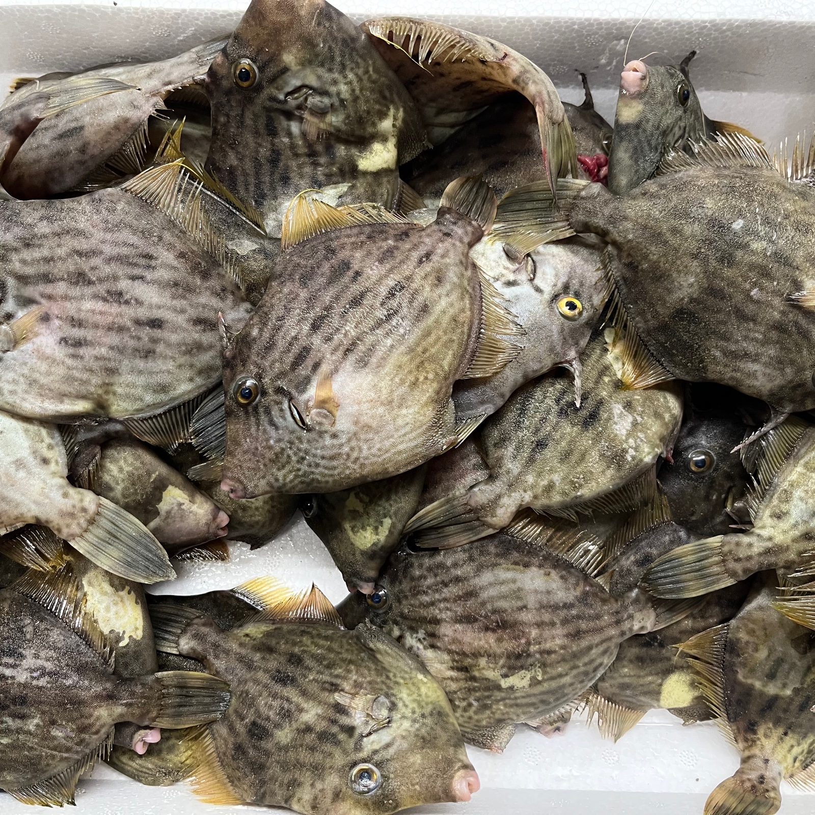 漁港直送 冬の味覚 カワハギ1キロ 魚介類 その他魚介 産直アウル 農家から直接野菜などの食材を購入できる産地直送の宅配通販サイト