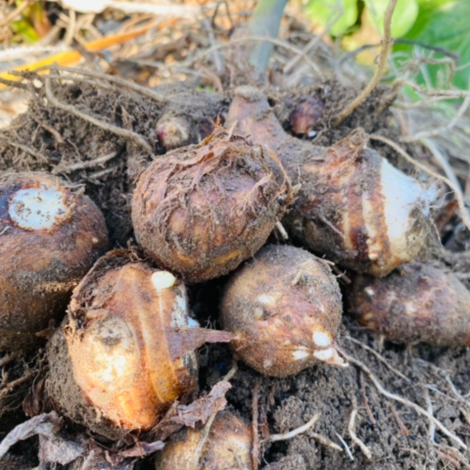 石川早生 種芋 Sサイズ 20kg 千葉県産 里芋