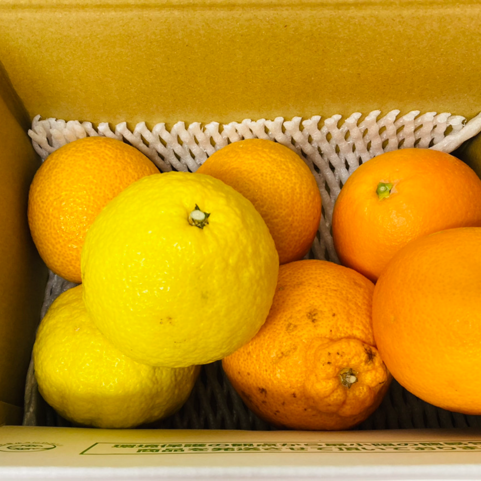 訳あり限定セット】熊本県産 柑橘類詰め合わせ2㎏セット 訳あり品 家庭