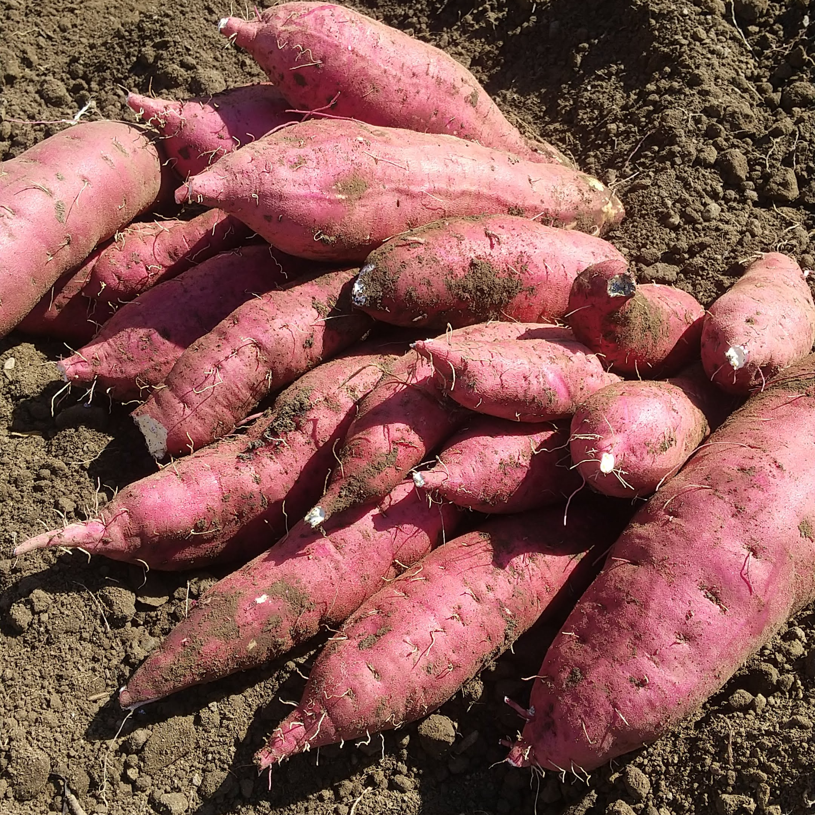 兵庫県産 さつまいも農薬不使用栽培【紅はるか】 L-LL熟成3ヶ月土付き 兵庫県産 さつまいも農薬不使用栽培【紅はるか】 L-LL熟成3ヶ月土付き