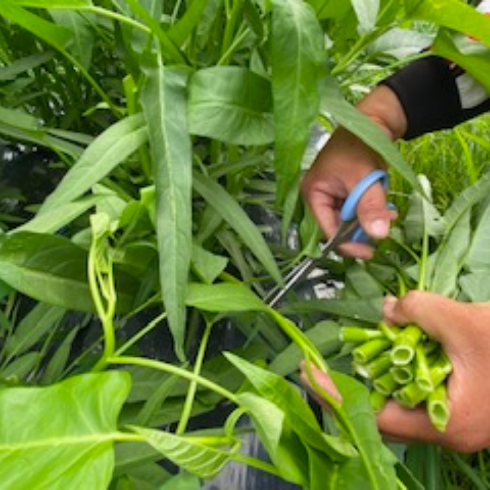 野菜購入者空芯菜5キロ