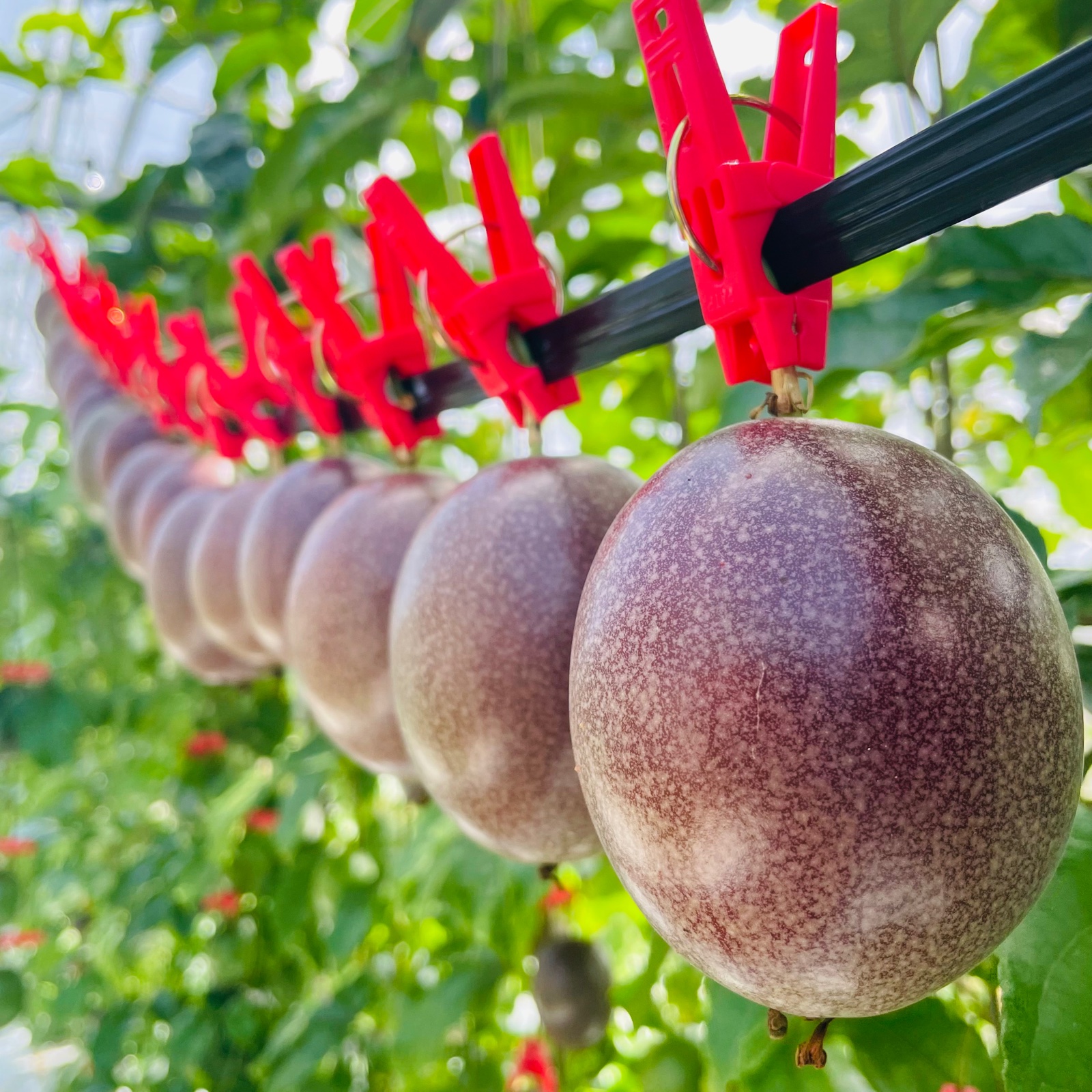 パッションフルーツ8キロ 楽天市場】【ふるさと納税】【2026先行予約】＜選べる容量＞ かさり