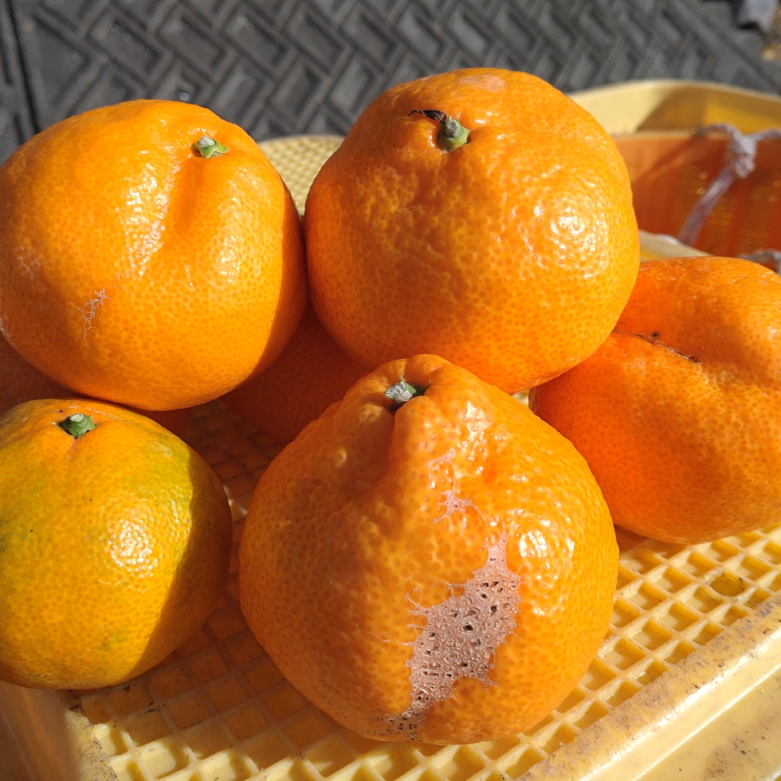 数量限定】【訳あり】大玉サイズ‼️早生みかん🍊 10kg(箱込み) ｜ 果物