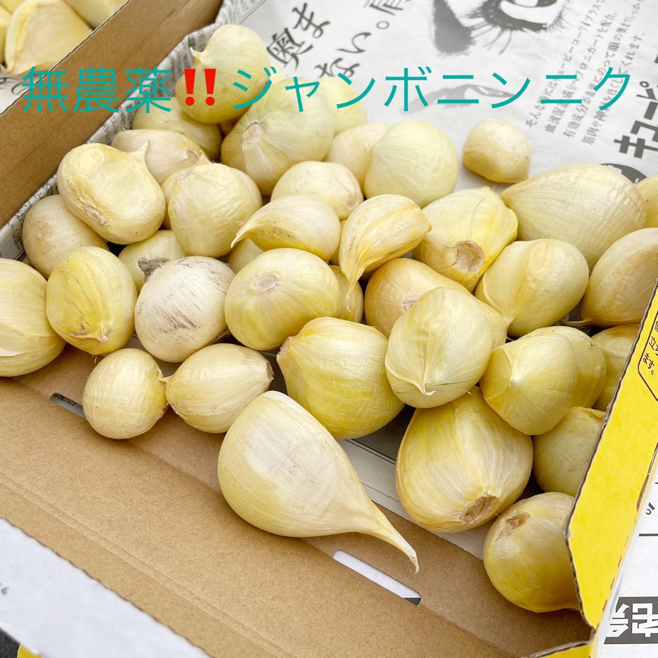 アリス農園 ジャンボニンニク3.0kg ｜ 野菜/にんにく 産直アウル 農家