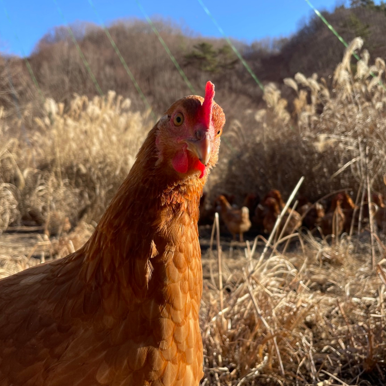 初出店！【百鶏卵】365日24時間・放し飼いたまご ｜ 卵/鶏卵 産直
