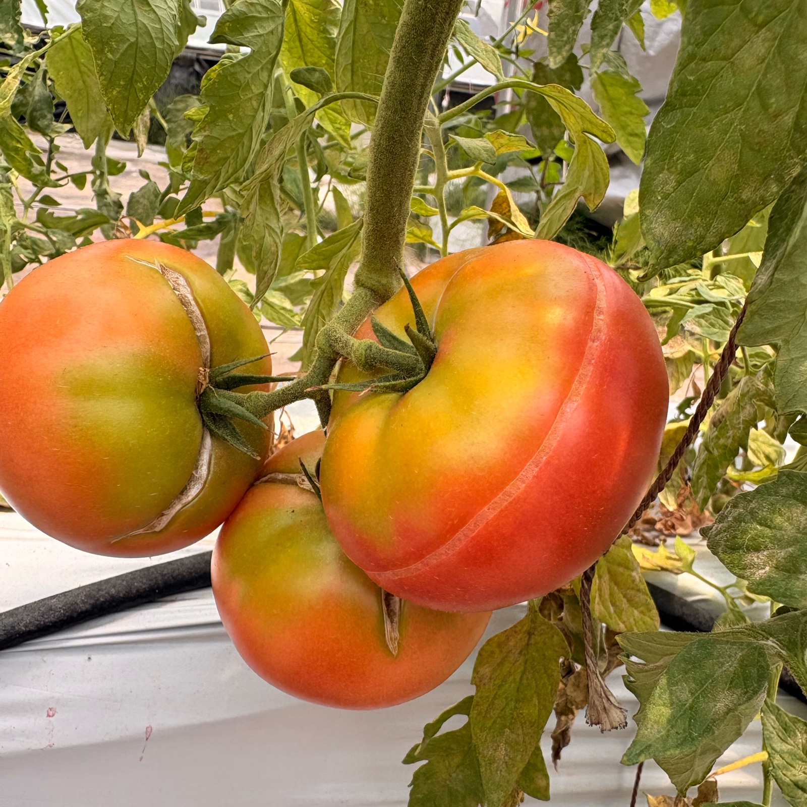 千葉県産　新鮮トマト　4kg×5ケース 長野県産 訳アリ 取りたて信州トマト4kg ｜ 野菜/トマト 産直アウル