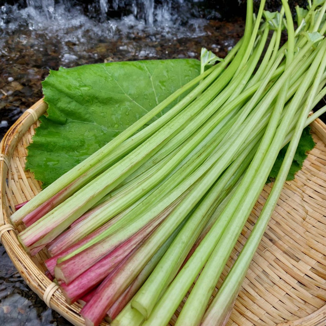 ふき（野菜＞山菜）の産地直送商品一覧（通販・お取り寄せ