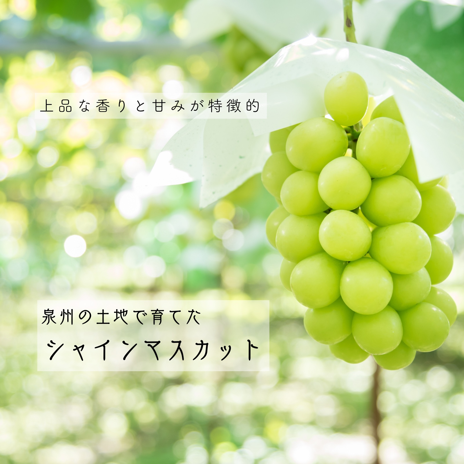 おすすめギフト】大粒の雄宝と人気のシャインマスカットのセット