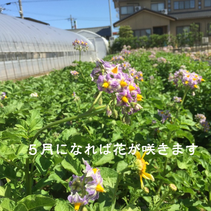 無農薬 じゃがいも［キタアカリ］EM自然農法 2kg ｜ 野菜/じゃがいも