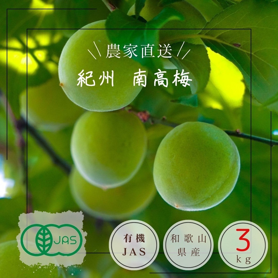 特別栽培】紀州南高梅 青梅（訳あり）5kg ｜ 果物/青梅 産直アウル