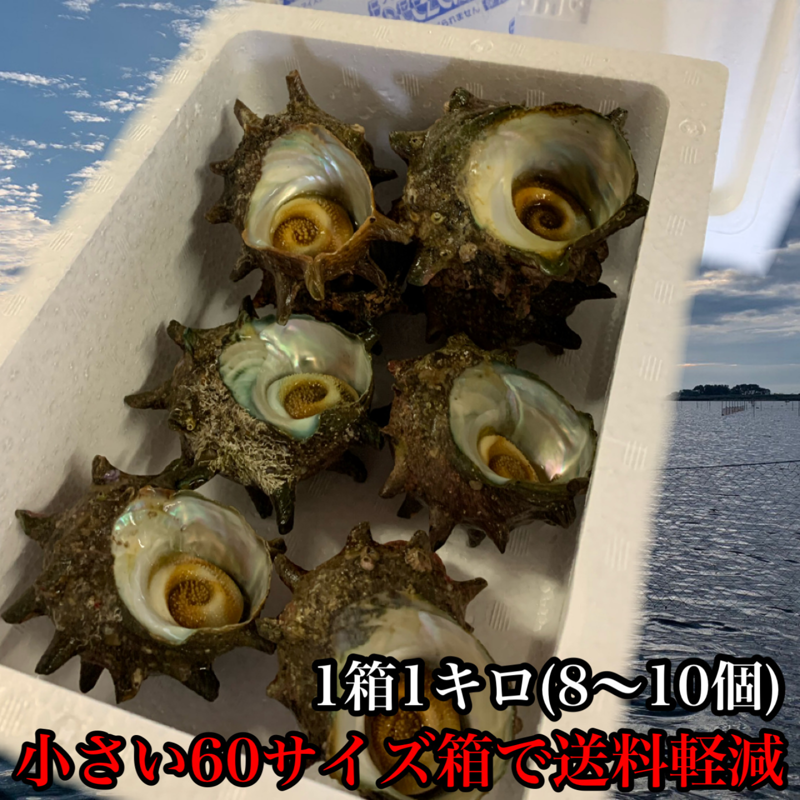 直径約20cm 魚の菓子器  SELANGOR