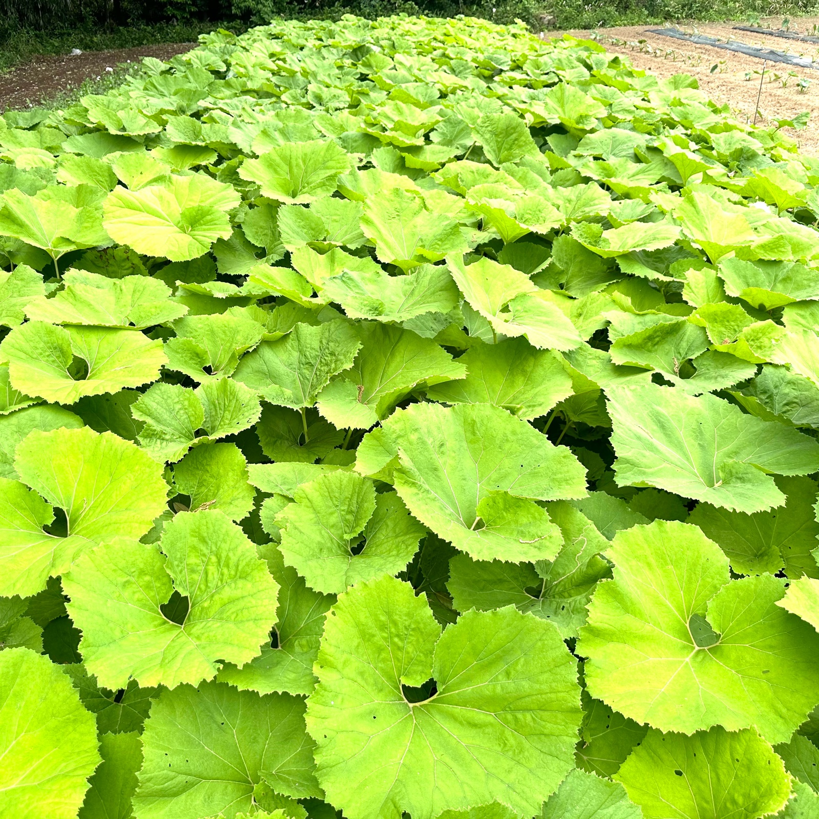 大澤農園の蕗(ふき) ｜ 野菜/その他野菜 産直アウル 農家・漁師など