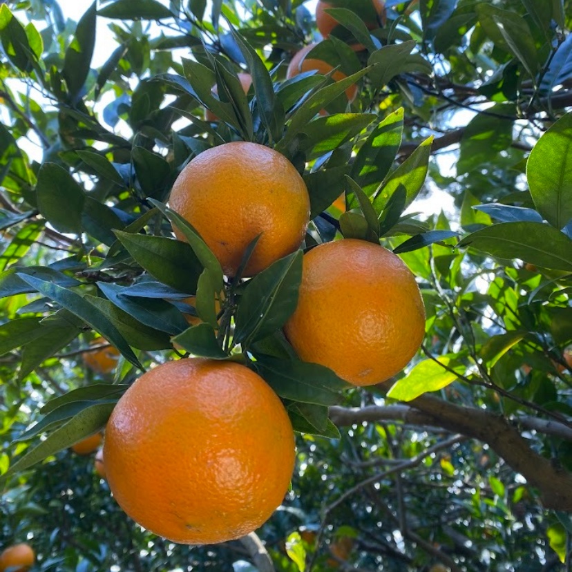 家庭用】屋久島たんかん5kg | 果物/オレンジ・その他みかん 産直アウル