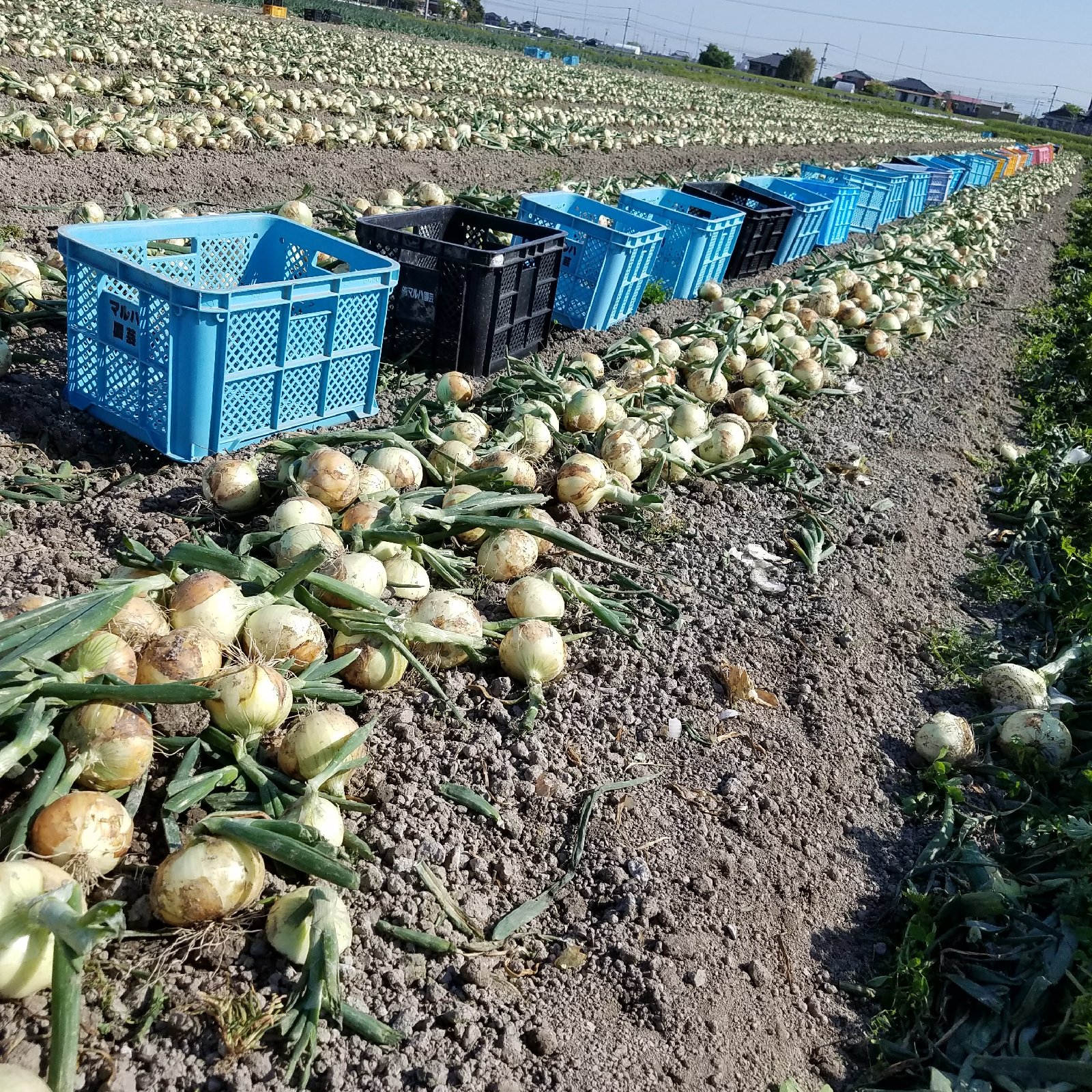 佐賀県白石町産玉ねぎ ｜ 野菜/玉ねぎ 産直アウル 農家・漁師など生産