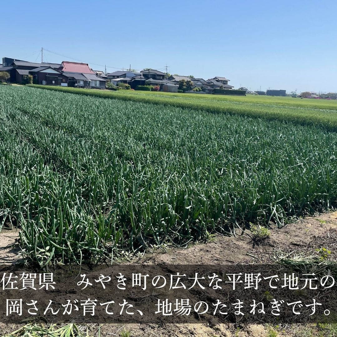 佐賀県みやき町農家 岡さんちのたまねぎ10キロ ｜ 野菜/玉ねぎ 産直