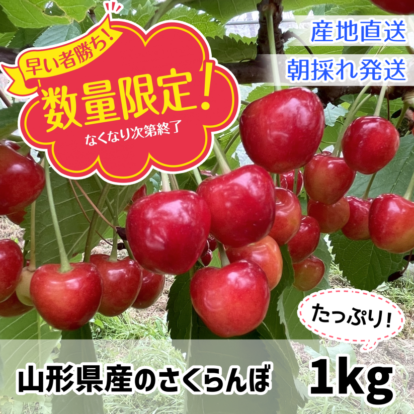 訳ありさくらんぼLASTなくなり次第終了 食品 訳ありさくらんぼLASTなくなり次第終了