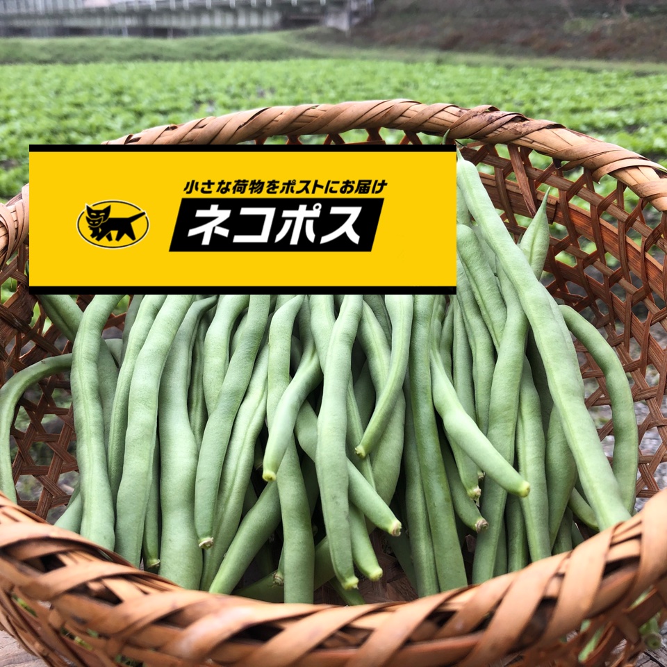 インゲン（野菜＞豆類）の産地直送商品一覧（通販・お取り寄せ