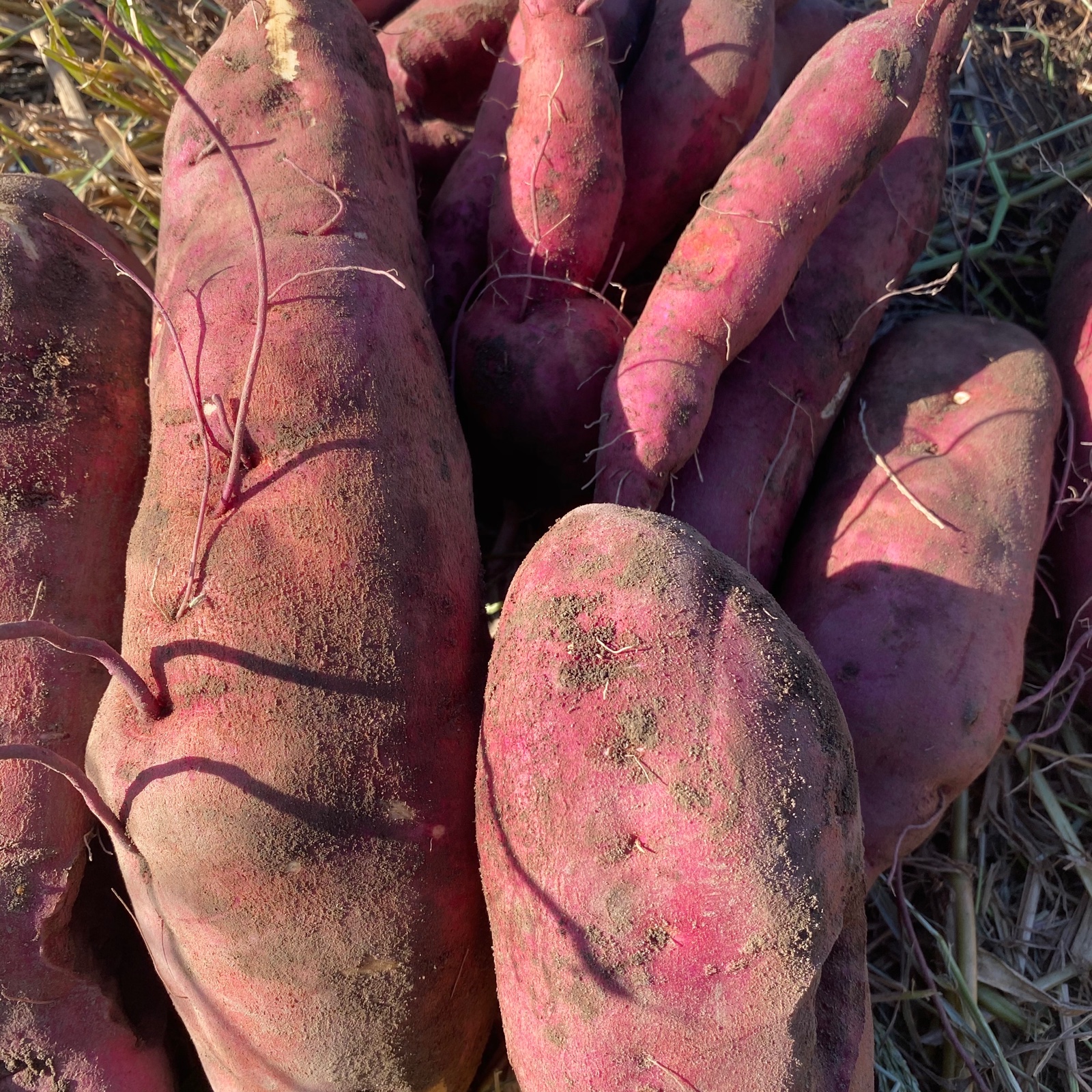 紅はるか10㎏(農薬・化学肥料・除草剤不使用) | 野菜/さつまいも 産直