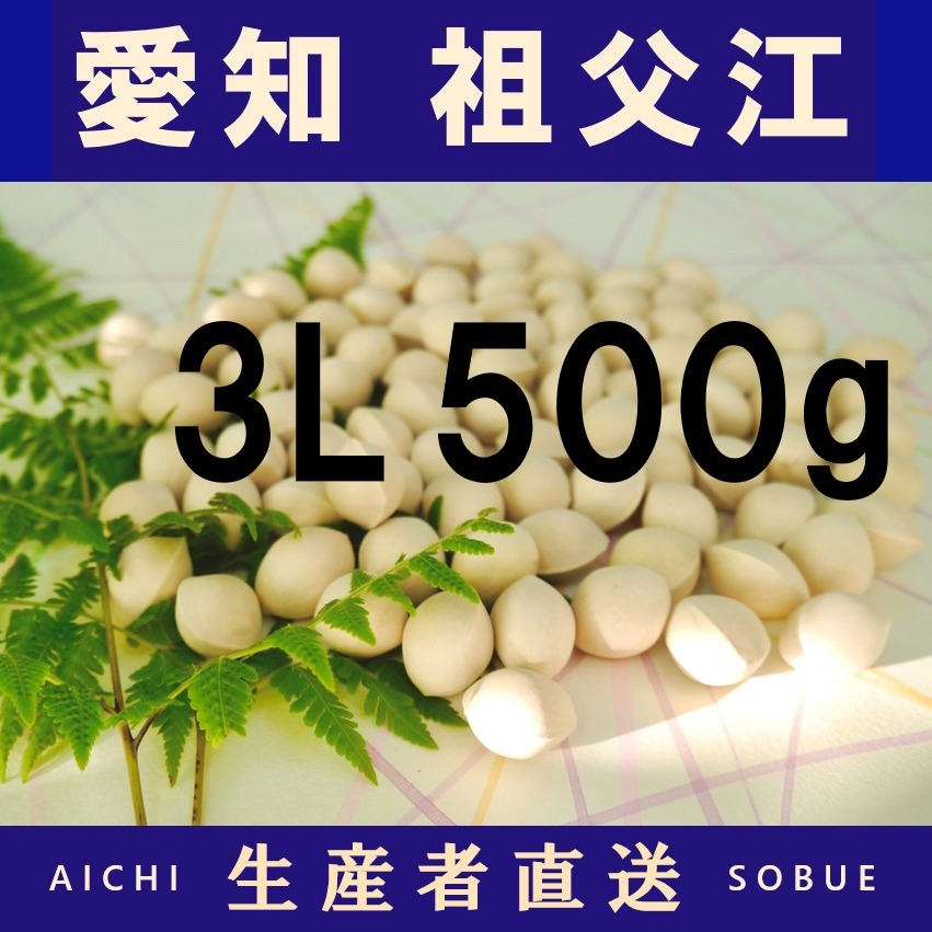 2026年新物！ 愛知県 祖父江産 久寿 銀杏 ぎんなん 3L 500kg ☆秋の