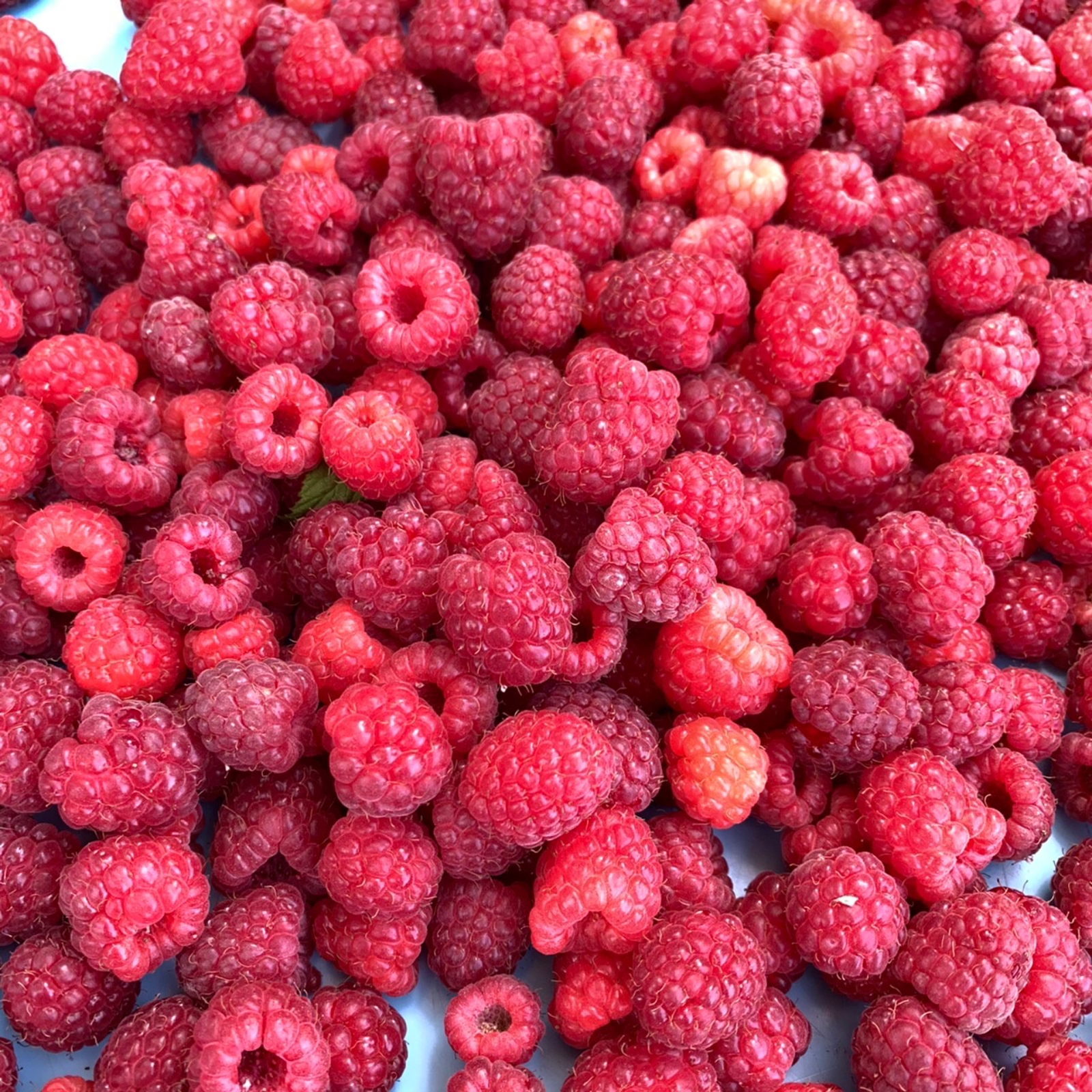 風味絶妙。冷凍ラズベリー10キロ(農薬：栽培期間中不使用) 風味絶妙。冷凍ラズベリー10キロ(農薬：栽培期間中不使用)