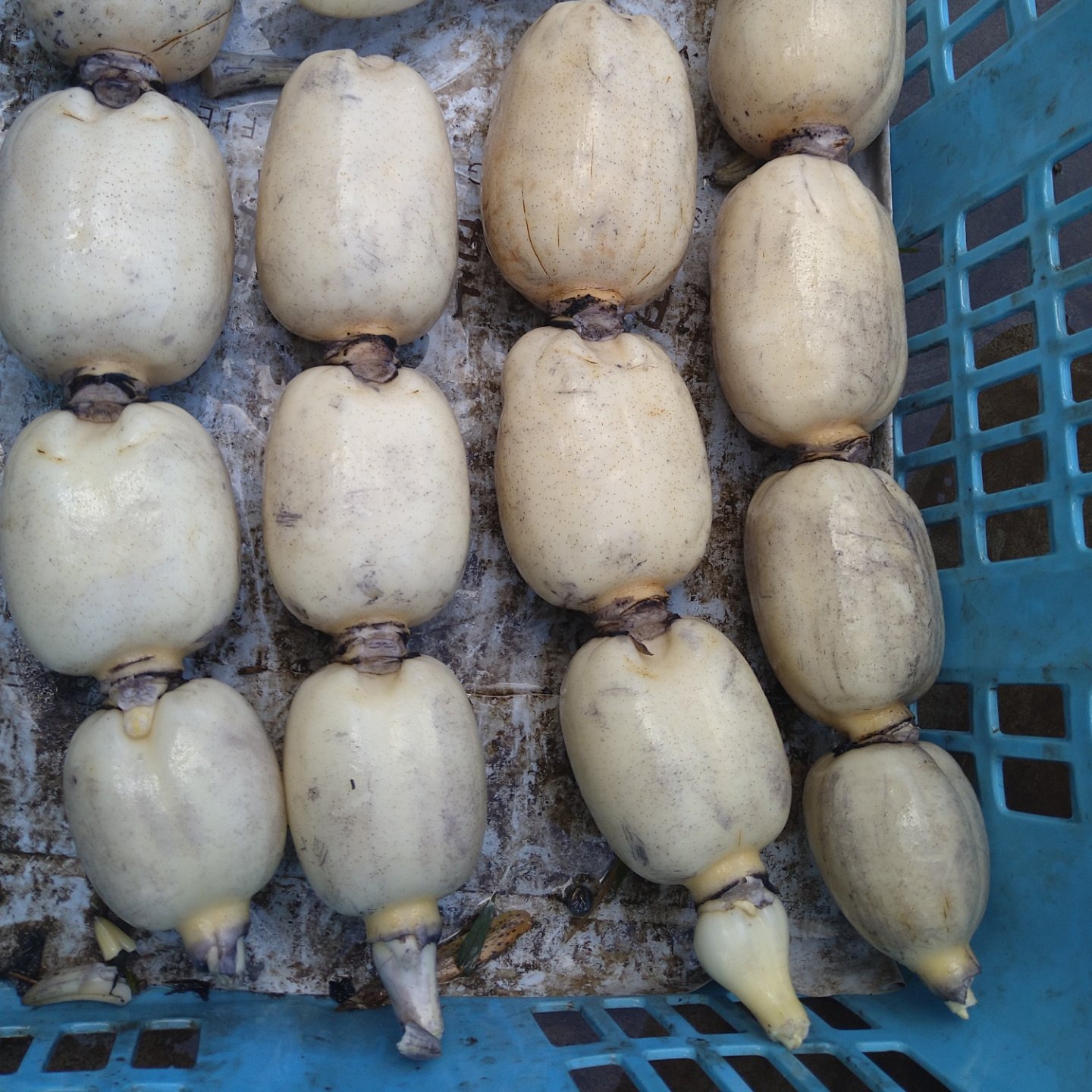レンコン ファーム（茨城県・土浦市）｜生産者詳細｜産直アウル