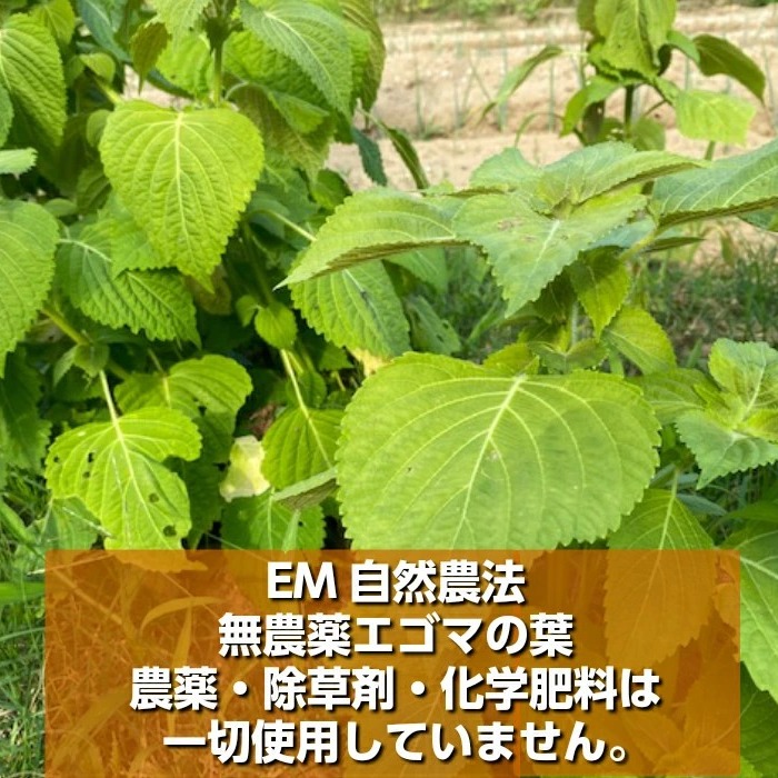 無農薬栽培エゴマの葉 5枚 メール便 ｜ 野菜/葉物 産直アウル 農家 