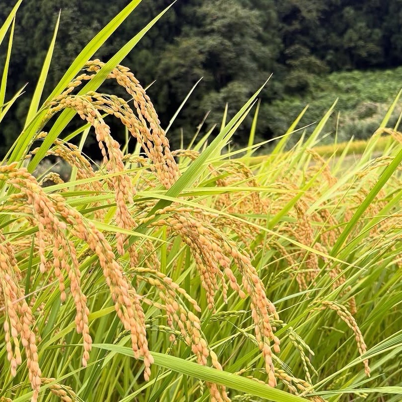 玄米 魚沼産コシヒカリ 15kg 令和7年産 ｜ 米・穀物/玄米 産直アウル