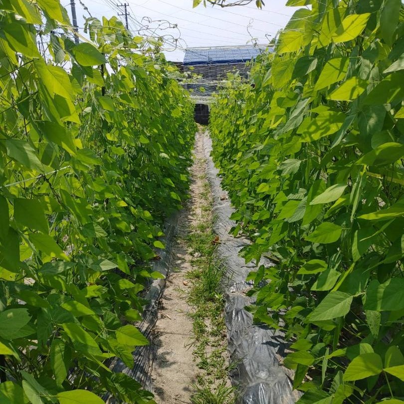 自然栽培 ムクナ豆 令和6年度 種豆 ｜ 野菜/その他野菜 産直アウル