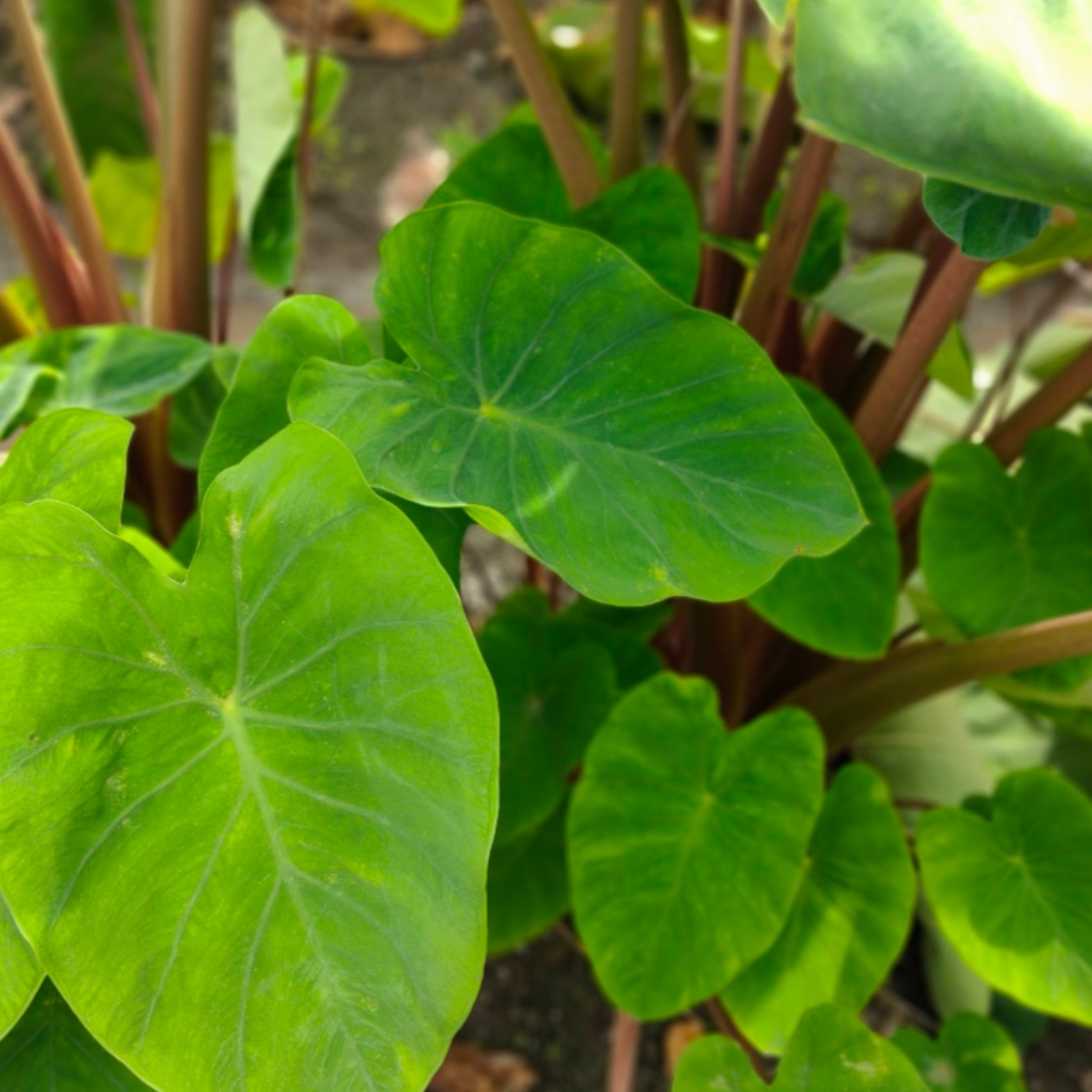 ⭐️本物のオーガニック⭐️【有機JAS認証京海老芋2㌔】 ｜ 野菜