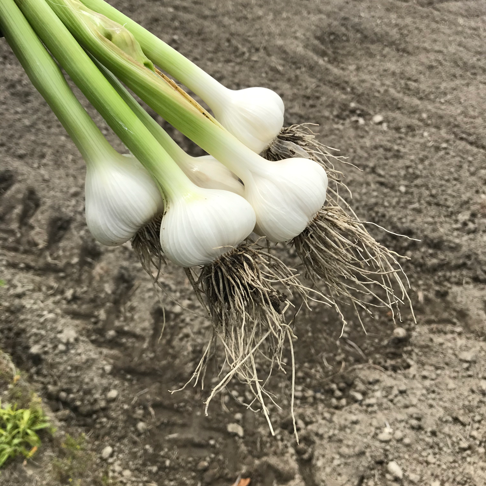 Sサイズ)フレッシュなままお届け！ 生ニンニク | 野菜/にんにく 産直