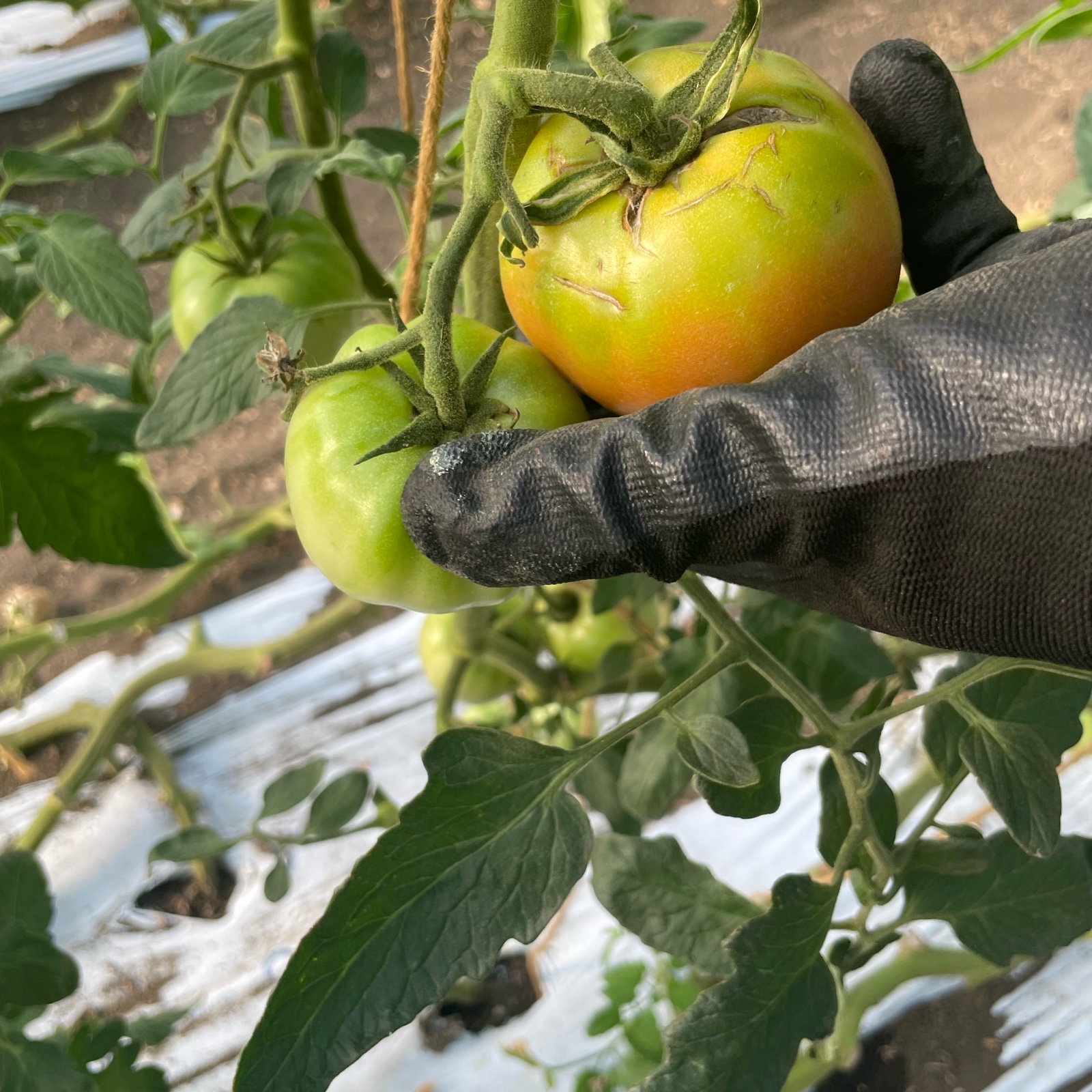 澤口農園の規格外トマト 約2kg | 野菜/トマト 産直アウル 農家から直接