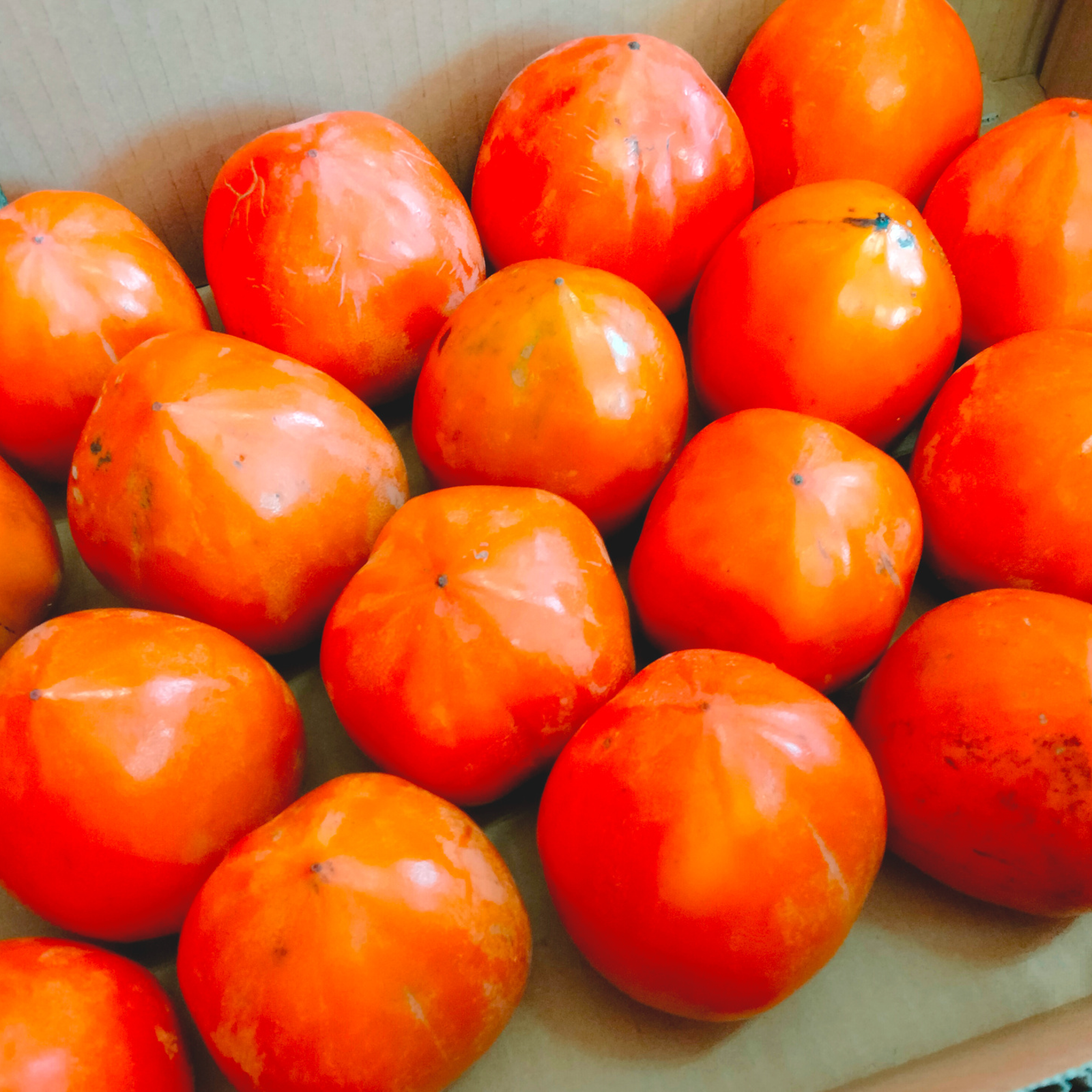 5kg】干し柿に最適！ずっしり甲州百目柿【渋柿】 | 果物/柿 産直アウル