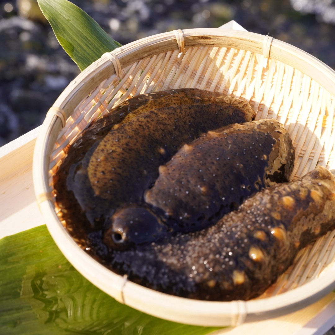 赤ナマコ　2キロ　2袋　漁師直　お得 新鮮とれたて 赤ナマコ2kg 生きたまま発送します！(年内最終発送