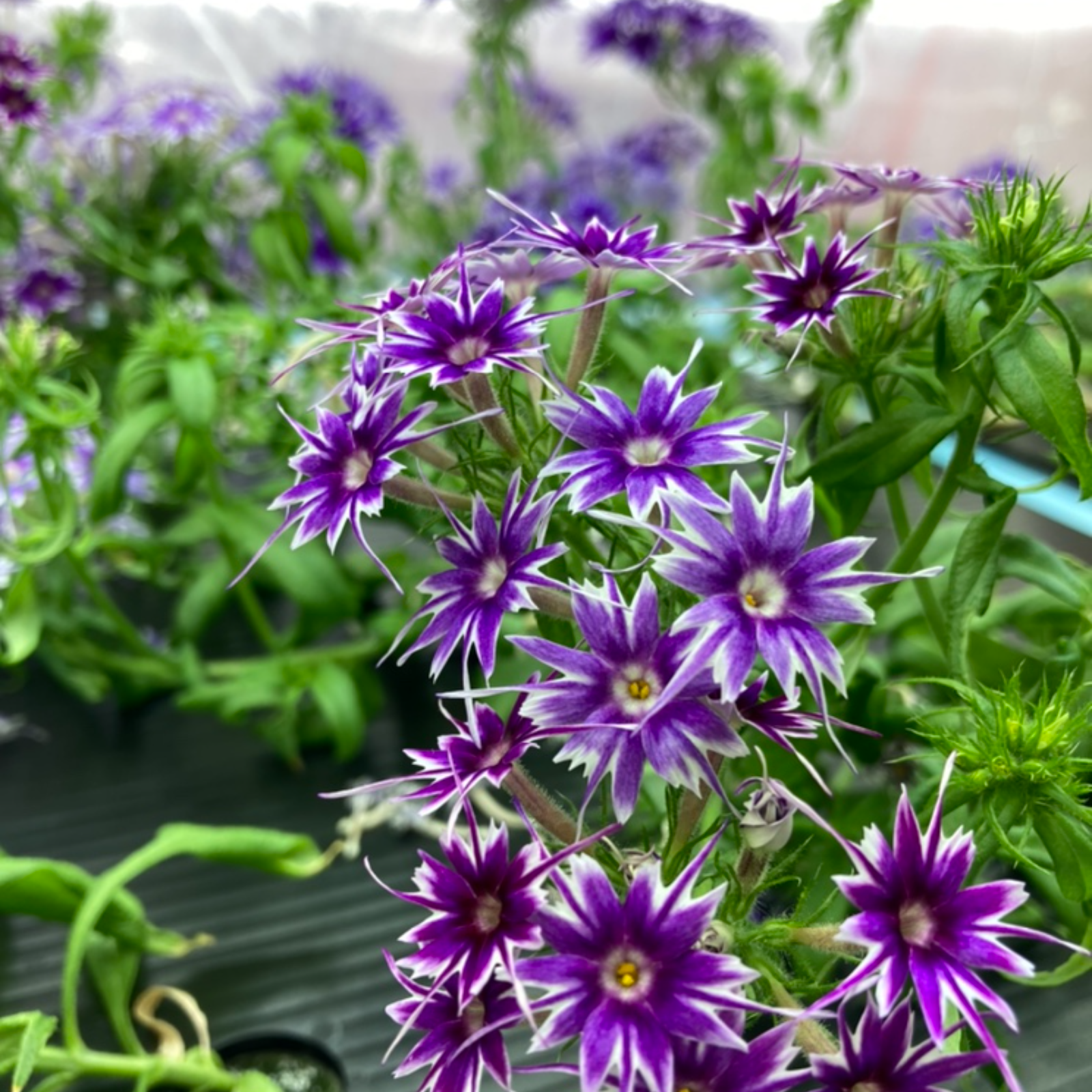 カーブ ブルーフラワー  ボート&スタンド ソース