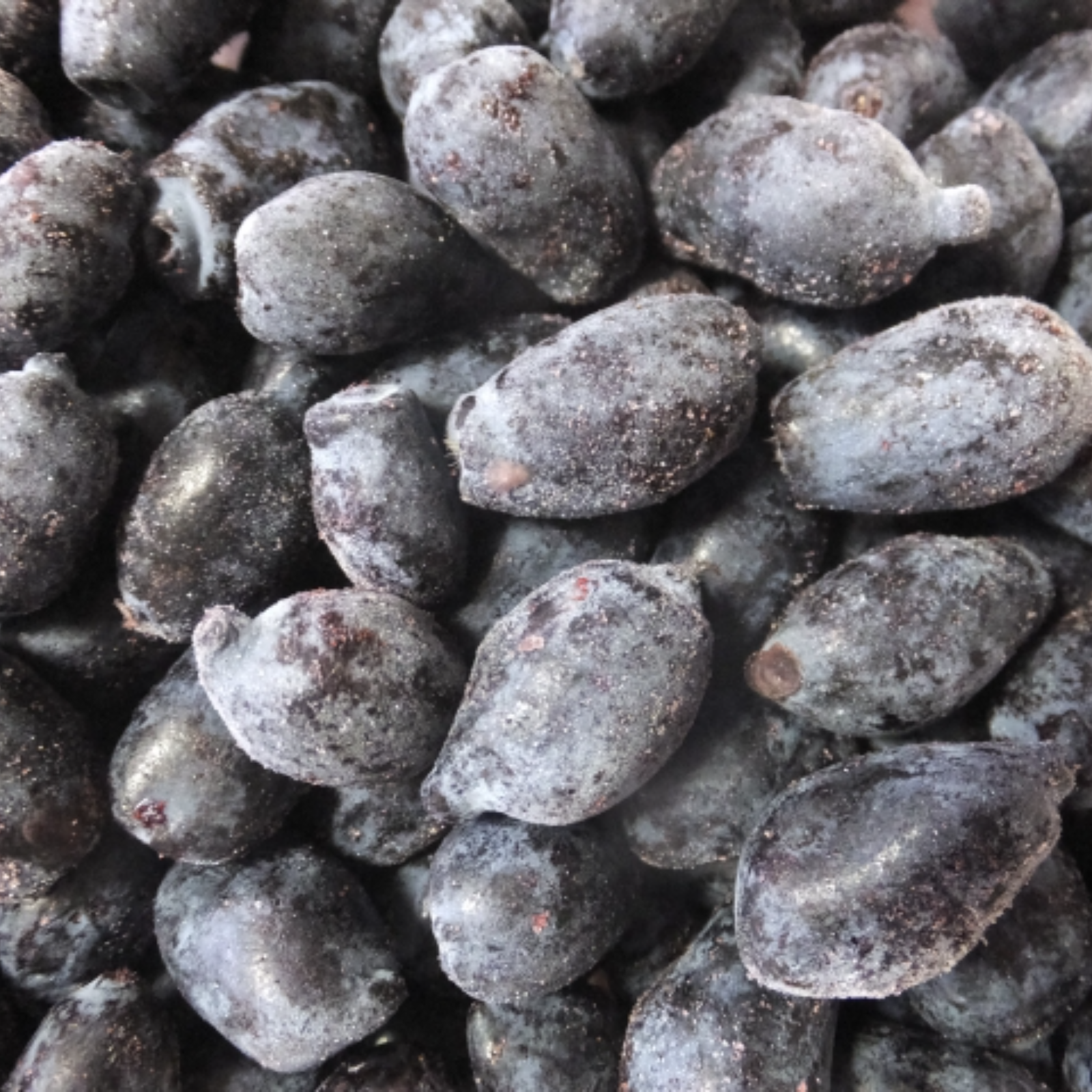 北海道十勝産冷凍ハスカップ【サイズ混】（500g） | 果物/ベリー類