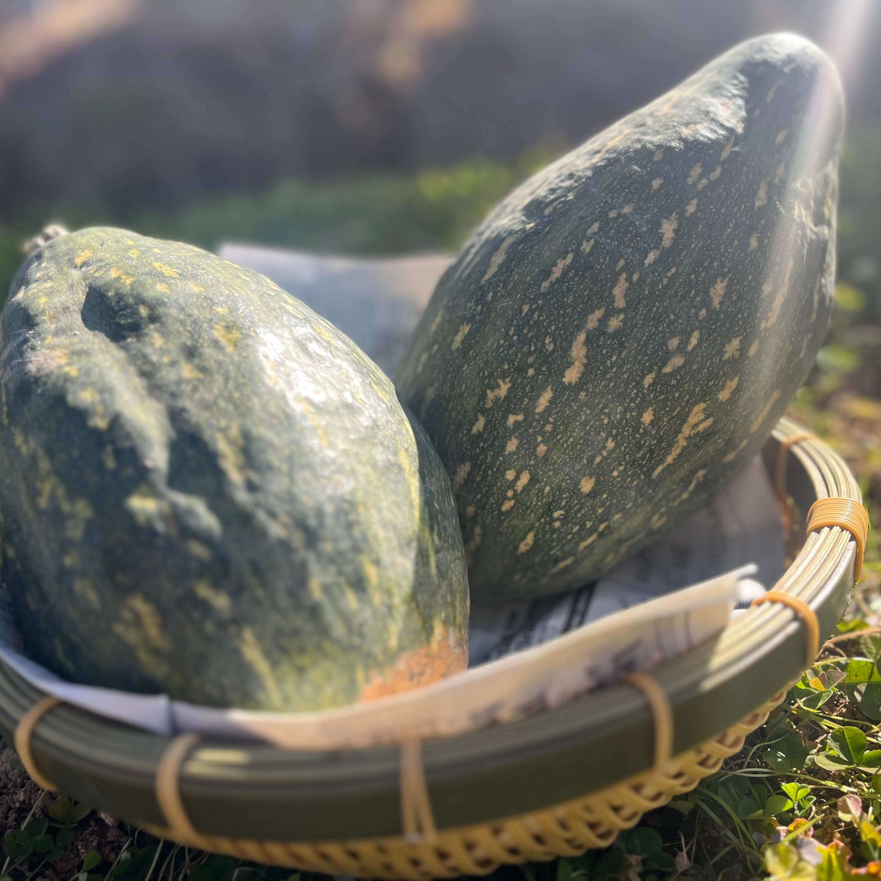 万次郎かぼちゃ　１８kg　６〜１１個　3 大容量！万次郎かぼちゃ100サイズ入るだけ【約7㎏】 | 野菜