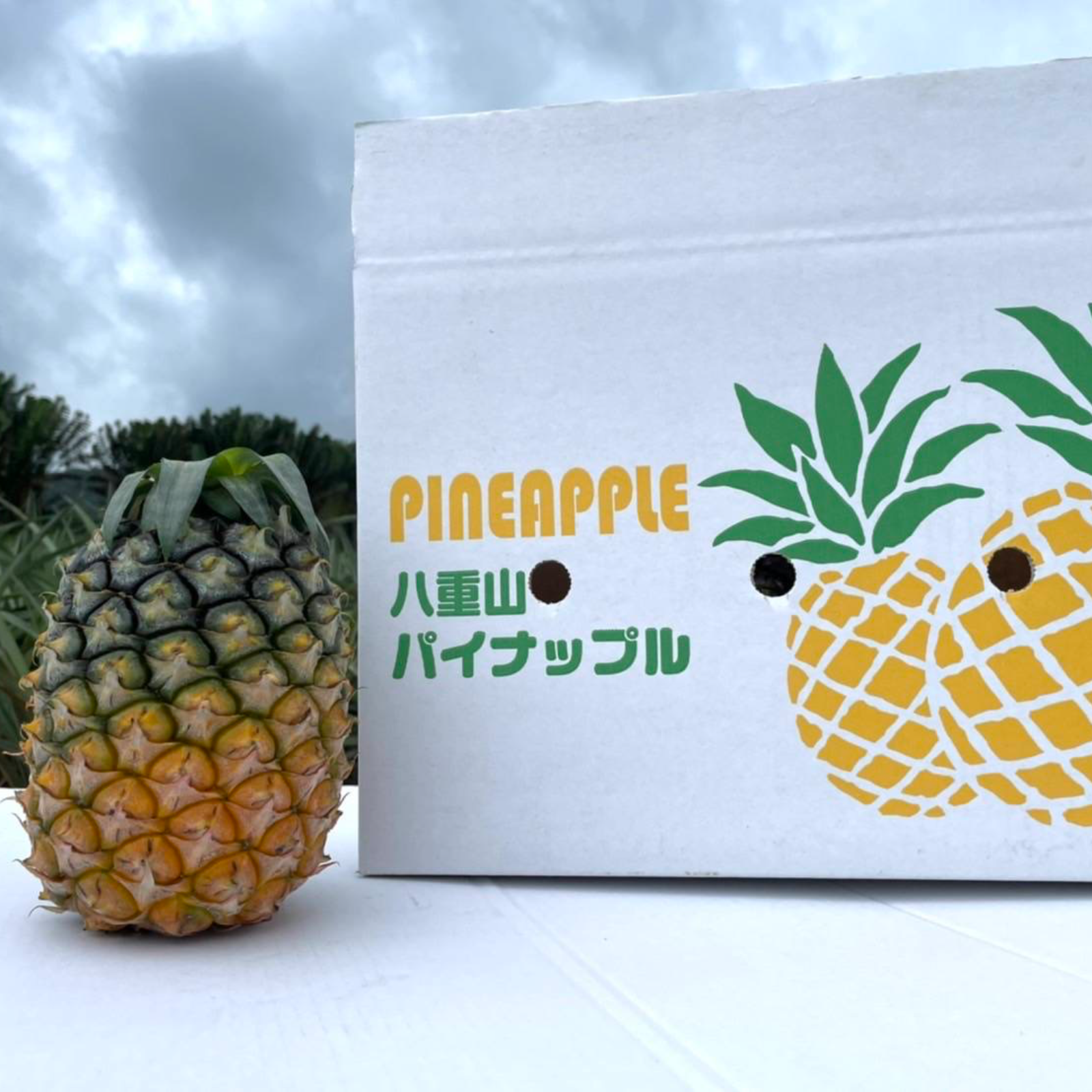 夏ギフト】ハナナス農園の石垣島産ジュワリーパイン3玉 のし対応可能