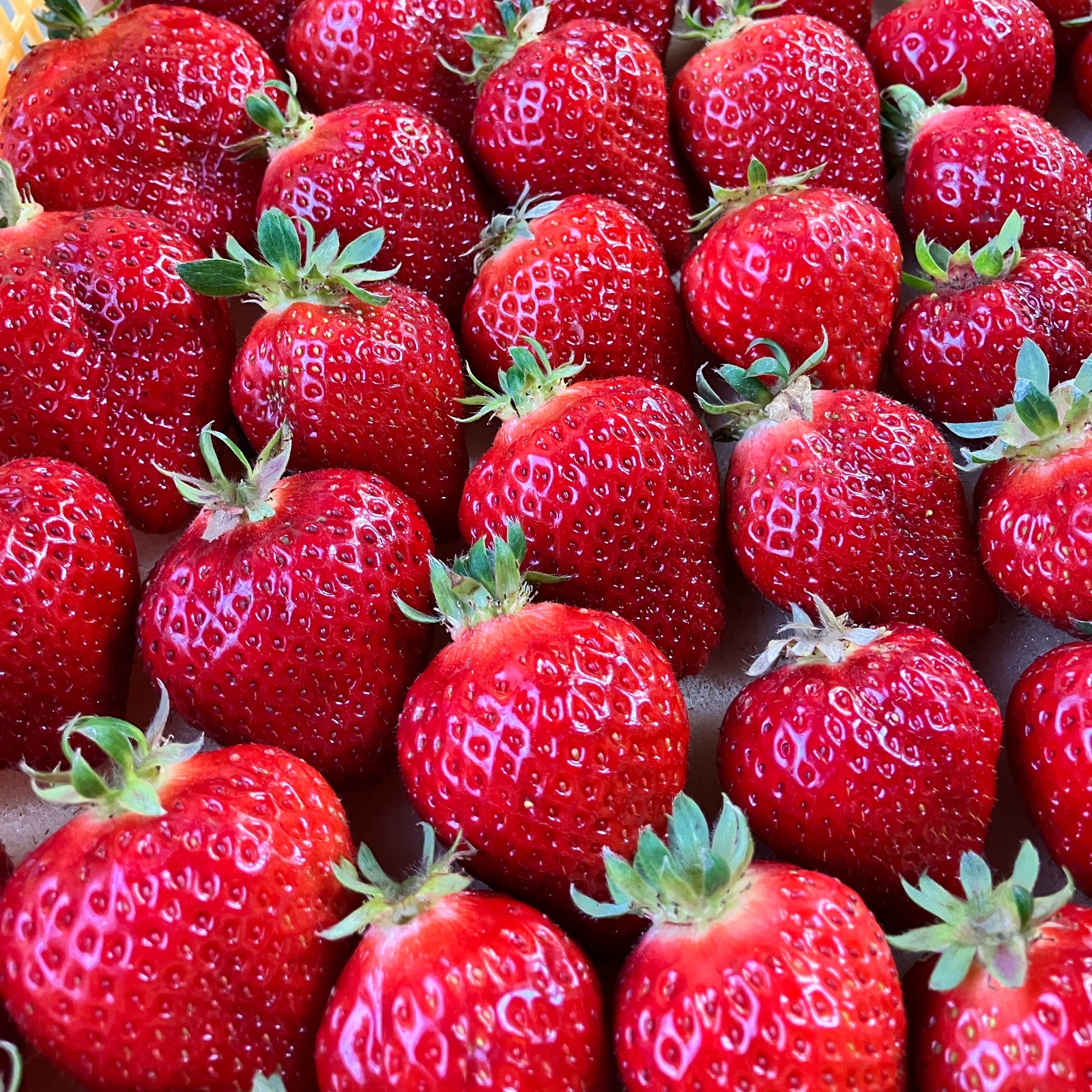 plune. いちご&レモン　まとめ売り 株)ナチュレッシュ ファームジェイピー（福岡県・宗像市）｜生産者詳細