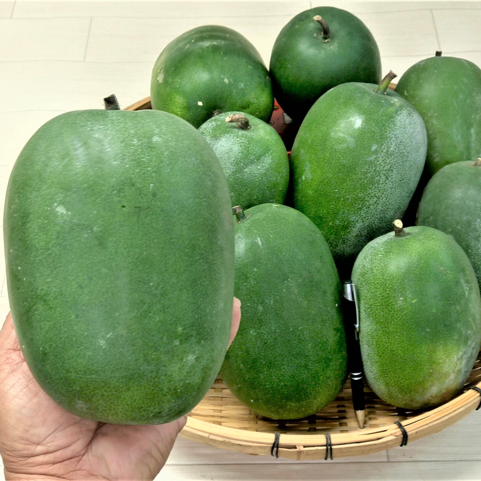 2025年生産 農薬不使用（無農薬）栽培 ミニ冬瓜 | 野菜