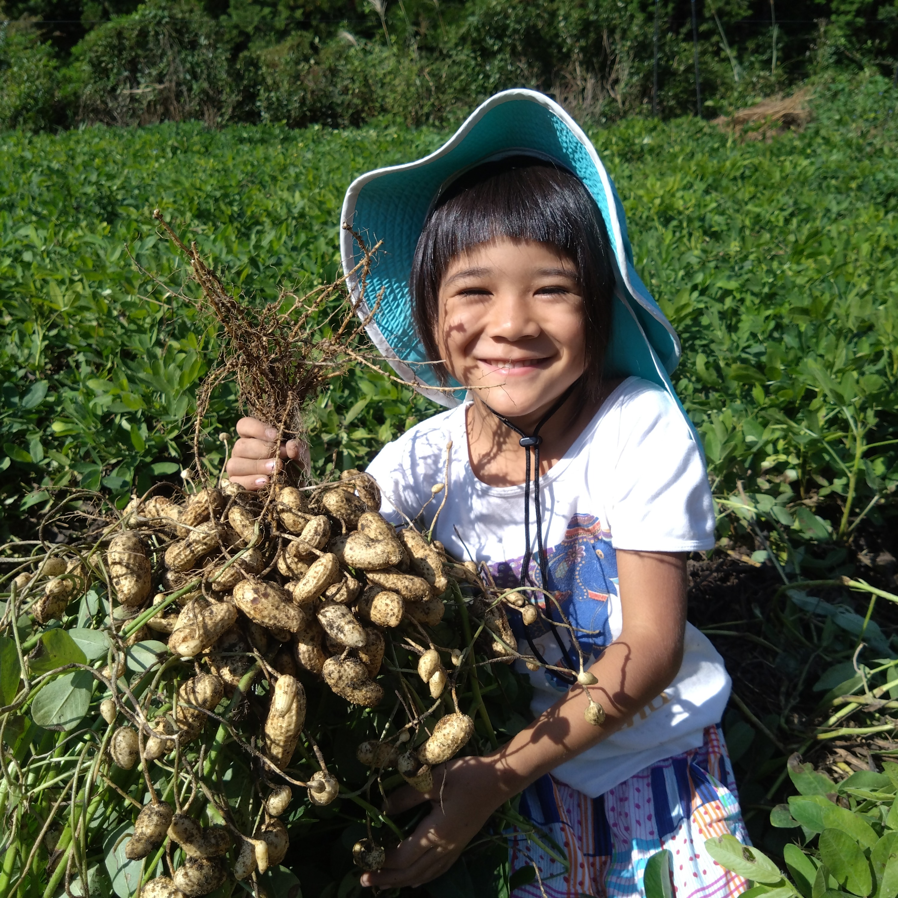 乾燥生落花生 手むき おおまさり 志津みのれファーム　千葉県産